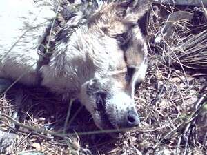 חתולים קטומי אוזניים, כלבים עקורי עיניים, זנבות תלושים וגפיים כרותים - זה רק חלק מרפרטואר הסאדיזם חתולים קטומי אוזניים, כלבים עקורי עיניים, זנבות תלושים וגפיים כרותים - זה רק חלק מרפרטואר הסאדיזם