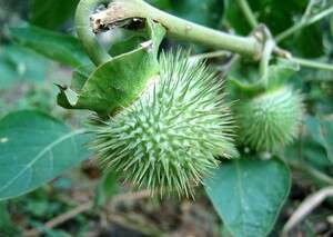 דטורה. שנת הזיות בת יממה דטורה. שנת הזיות בת יממה