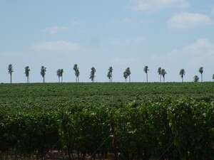 ברכב וברגל ליער חולדה ברכב וברגל ליער חולדה