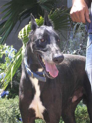 מחכה כבר שנתיים - סולו. צילום: ד מחכה כבר שנתיים - סולו. צילום: ד