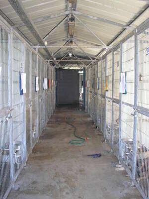 כלבים נטושים או אבודים. צילום: ד כלבים נטושים או אבודים. צילום: ד