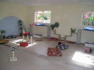 החתוליה החדשה. צילום: ד החתוליה החדשה. צילום: ד