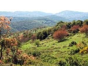 שמורת הר מירון שמורת הר מירון