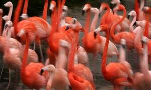 פלמינגו. האם הם מסוגלים לבטא פסוקים? פלמינגו. האם הם מסוגלים לבטא פסוקים?