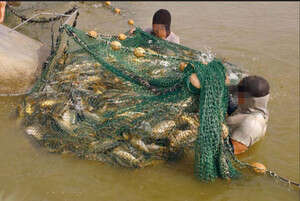 ������ ������. �����: ���� ���