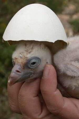 משנה מקום משנה מזל: גוזל נשר. צילום: ד משנה מקום משנה מזל: גוזל נשר. צילום: ד