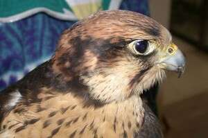 בז - השתגע מאהבה. צילום: ד בז - השתגע מאהבה. צילום: ד