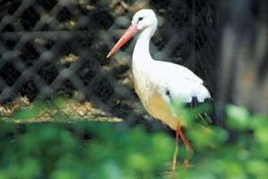 חסידה - מצא לעצמו זווג מוזר. צילום: איתי לוסטגרטן חסידה - מצא לעצמו זווג מוזר. צילום: איתי לוסטגרטן