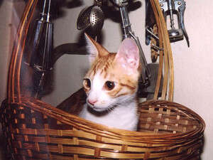 החתולה סטיץ' בסלסלה. בדרך לחופש? החתולה סטיץ' בסלסלה. בדרך לחופש?