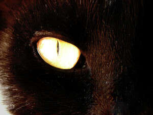 '������ '���� �� �������''. �����: ������� �����