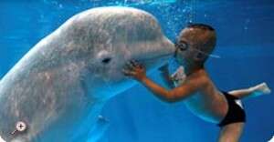 ילד שוחה על דולפין ילד שוחה על דולפין