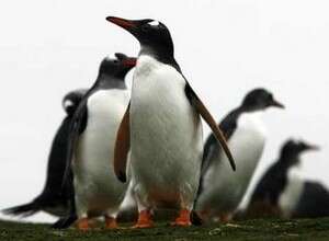 ���� ���� ��� ����� ������. ����������