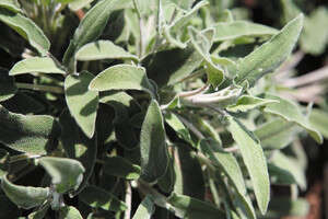 עשבי תבלין עשבי תבלין