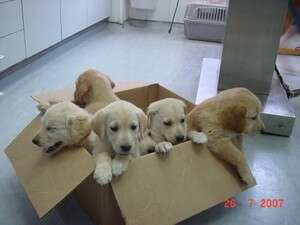 כן, בכוונה שמנו את הגורים הכי חמודים, כדי שתתפתו לבוא ולאמץ אחד צילום: תנו לחיות לחיות כן, בכוונה שמנו את הגורים הכי חמודים, כדי שתתפתו לבוא ולאמץ אחד צילום: תנו לחיות לחיות