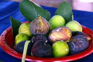 תאנים תאנים