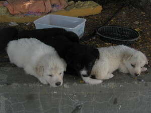 גורים נטושים. צילום: תנו לחיות לחיות גורים נטושים. צילום: תנו לחיות לחיות