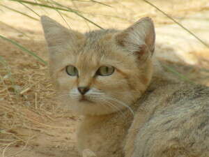 ���� �����. �����: ��� �����