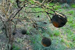 ���� ����'��