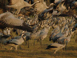 עגורים. פרויקט ההאכלה מתחדש עגורים. פרויקט ההאכלה מתחדש
