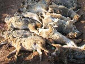 ����� ���� ����� ���� �����