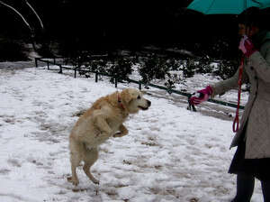 שלג בירושלים שלג בירושלים