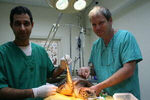 הוטרינרים צחי אייזנברג ורותם יוסף בהכנות לקראת הניתוח. צילום: יניב לוי הוטרינרים צחי אייזנברג ורותם יוסף בהכנות לקראת הניתוח. צילום: יניב לוי