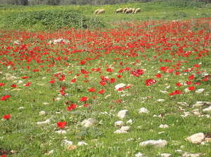 מרבד של כלניות. מרבד של כלניות.