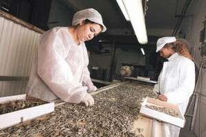 ������ �����: ��� ����� - ��� �����