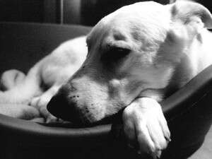 הכלב מגרד ונושך את כפות הרגליים הכלב מגרד ונושך את כפות הרגליים