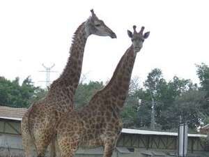 ������� ������, ����� ������