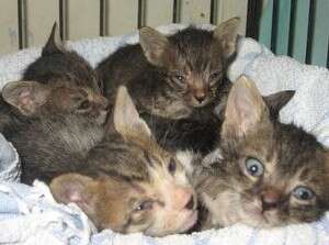 ������ ������