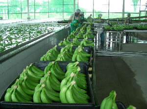 בננה אורגנית בננה אורגנית