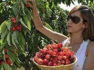 פתיחת עונת הדובדבנים בבוסתן הגולן פתיחת עונת הדובדבנים בבוסתן הגולן