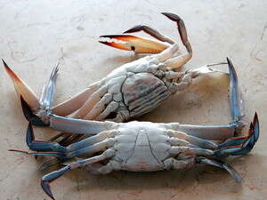 ����� ���