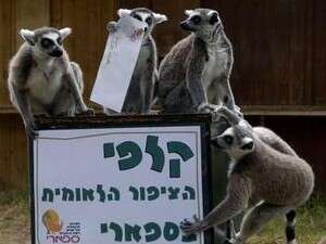 הלמורים בספארי בוחרים ציפור לאומית הלמורים בספארי בוחרים ציפור לאומית
