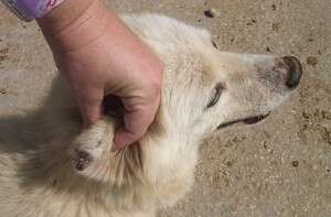 ������� ������ - ���� ��� ���