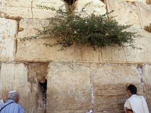 צלפים בכותל צלפים בכותל