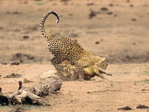 נמר תופס את הקרוקודיל נמר תופס את הקרוקודיל