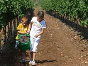 בציר משפחות ביקב תבור בציר משפחות ביקב תבור