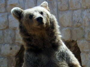 דובים: זהירות! דובים: זהירות!