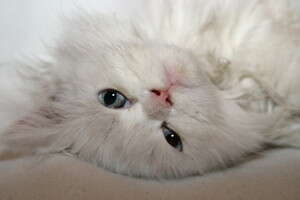 חתול, בטן מתנפחת סימן מקדים חתול, בטן מתנפחת סימן מקדים