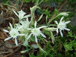 חבצלת החוף חבצלת החוף