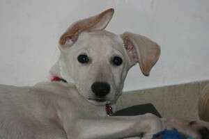 הכלבה גרייס הכלבה גרייס