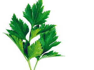 פטרוזליה פטרוזליה