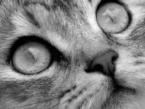 חתול מתבגר חתול מתבגר