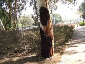 ��� ���������