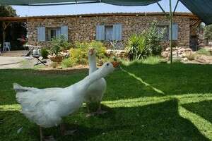 חוות פדרמן לפני ההריסה. צילום ארכיון: חוות פדרמן לפני ההריסה. צילום ארכיון: