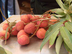 שוק האיכרים שוק האיכרים