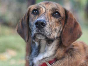 הכלב מנדי הכלב מנדי