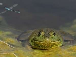 מושבת הקרפדות התרוקנה בבת אחת
<br/> מושבת הקרפדות התרוקנה בבת אחת
<br/>